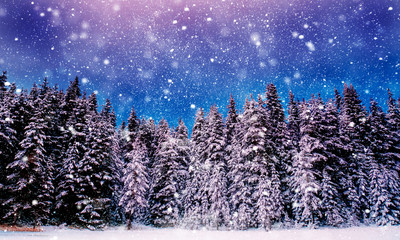 Night sky with stars and snowy forest. Rhodope Mountains, Bulgaria