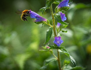 Flores macro abeja