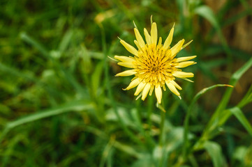 Single Yellow Flower