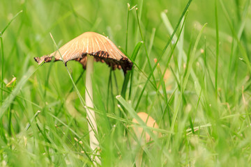 Tiny Mushroom 1