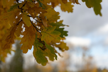 Autumn leaves on a tree