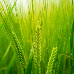 Wheat Covered in Dew