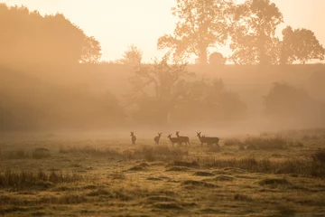 Printed kitchen splashbacks Morning with fog Red deer sunrise landscape