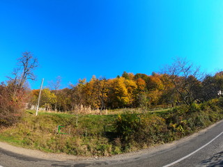 Autumnal Park. Autumn Trees and Leaves in sun light. Autumn scene