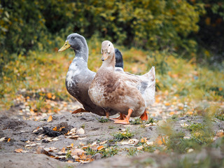 Cute duck is walking along the forest path. Autumn, yellow leaves