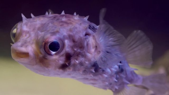 Black-blotched Porcupinefish swimming in the water Close-up.