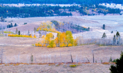 Autumn Aspen grove on a valley floor with a pine forest
