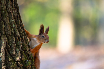 Squirrel on autumn tree nature animal wild life survive 