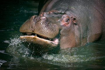 Hypopotamus plays in the zoo