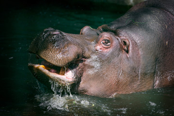 Hypopotamus plays in the zoo