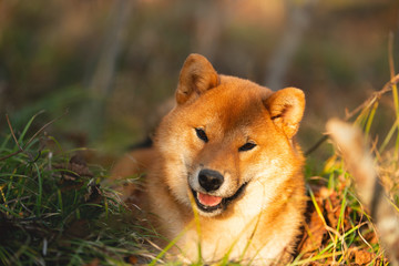 Beautiful and happy shiba inu dog lying on the grass in the forest at golden sunset. Cute Red shiba inu female puppy