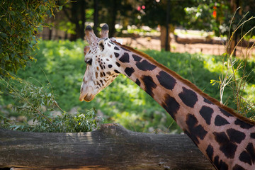 Giraffe at the zoo in summer