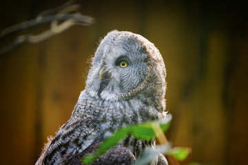 Portrait of an owl in a zoo