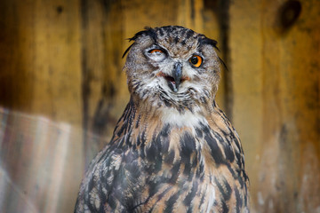 Portrait of an owl in a zoo