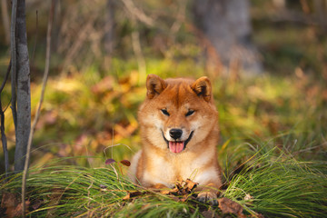 Beautiful and happy shiba inu dog lying on the grass in the forest at golden sunset. Cute Red shiba inu female puppy