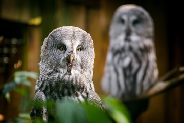 Portrait of an owl in a zoo