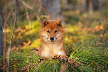 Beautiful and happy shiba inu dog lying on the grass in the forest at golden sunset. Cute Red shiba inu female puppy