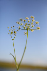 Apiales white flower on a background of blue sky. 
