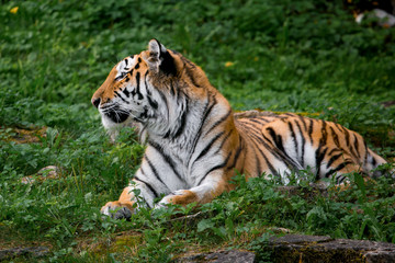 Fototapeta na wymiar Beautiful tiger at the zoo