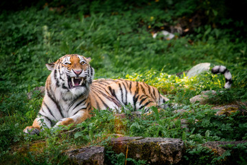 Beautiful tiger at the zoo