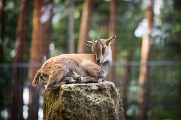 Little Capra goat in a zoo on a stone