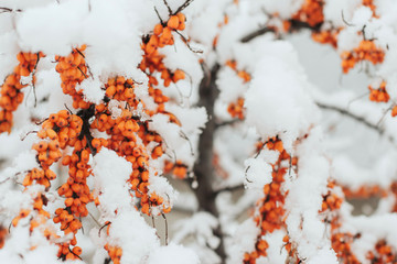  Branches of sea buckthorn with berries, covered with snow.