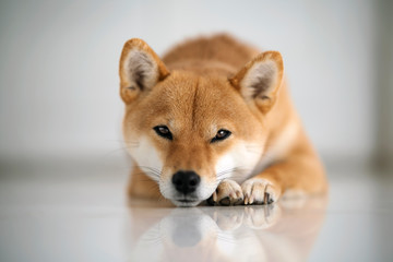 shiba couché