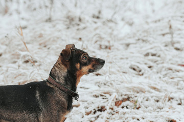  A small brown dog in a snowy grove. The dog walks in the snow. First snow.