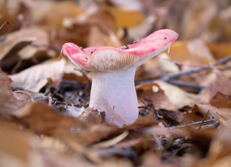 Mushroom in the forest. Mushroom in fallen leaves