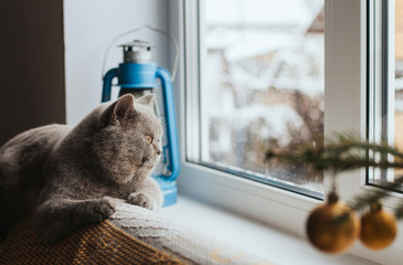  A gray Scottish cat lies on the back of the sofa and looks out the window. The cat is watching the falling snow.