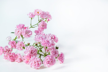 Fototapeta na wymiar Beautiful rose flowers bunch isolated on white background. The Fairy.
