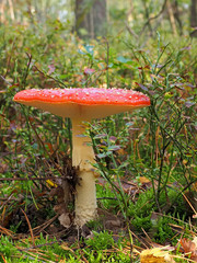 Ein Fliegenpilz, amanita, steht im Gestr&uuml;pp eines Waldes