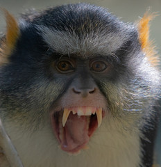Scary Monkey