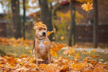 Adorable american pit bull terrier plays in autumn in the park