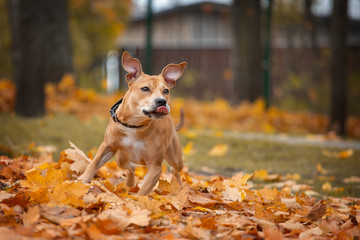 Adorable american pit bull terrier plays in autumn in the park