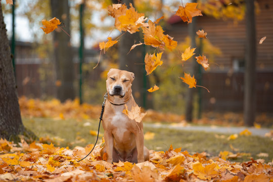 Adorable american pit bull terrier plays in autumn in the park