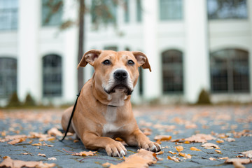 Adorable american pit bull terrier plays in autumn in the park