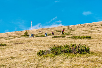 People picking berries, Kralova Hola peak, Slovakia © vrabelpeter1