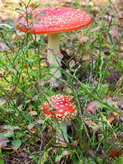 Zwei Fliegenpilze zwischen Preiselbeerengestr&uuml;pp im Herbstwald 