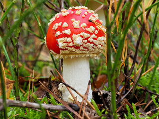 Junger Fliegenpilz im Gestrüpp der Wald- Preiselbeeren