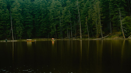 reflection of trees in water
