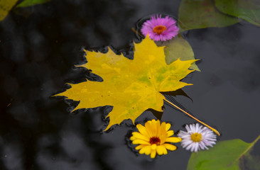 Selective focus.Maple autumn leaf and flowers float on the dark water.