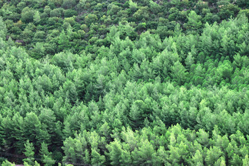 Green pine forest