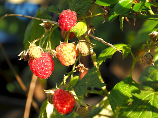 Aromatische Herbsthimbeeren in der Sonne