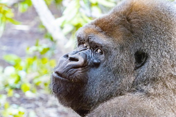 Detail of the head of a gorilla close up