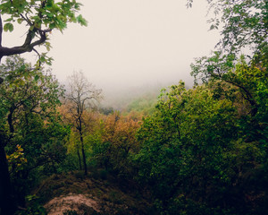 Obraz premium foggy forest