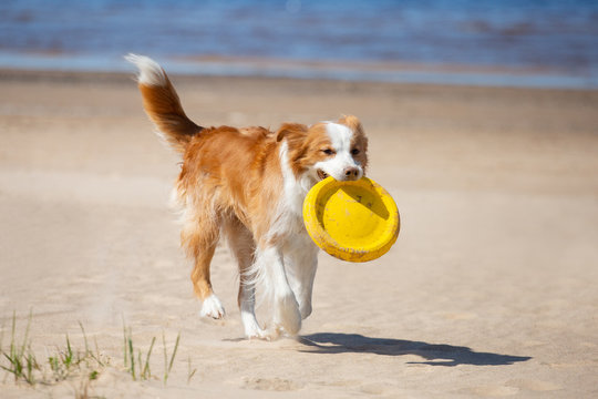 Border Collie plays in the beach