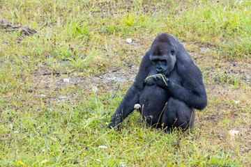 Gorilla walking through a field