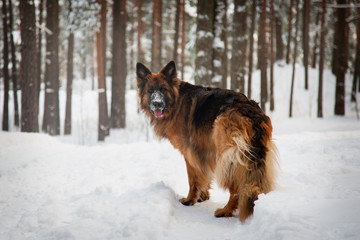 German shepherd walks in the winter in the forest
