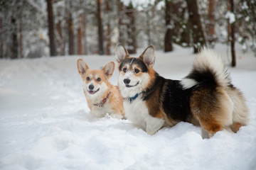 Couple Welsh Corgi pembroke walking in the forest in winter